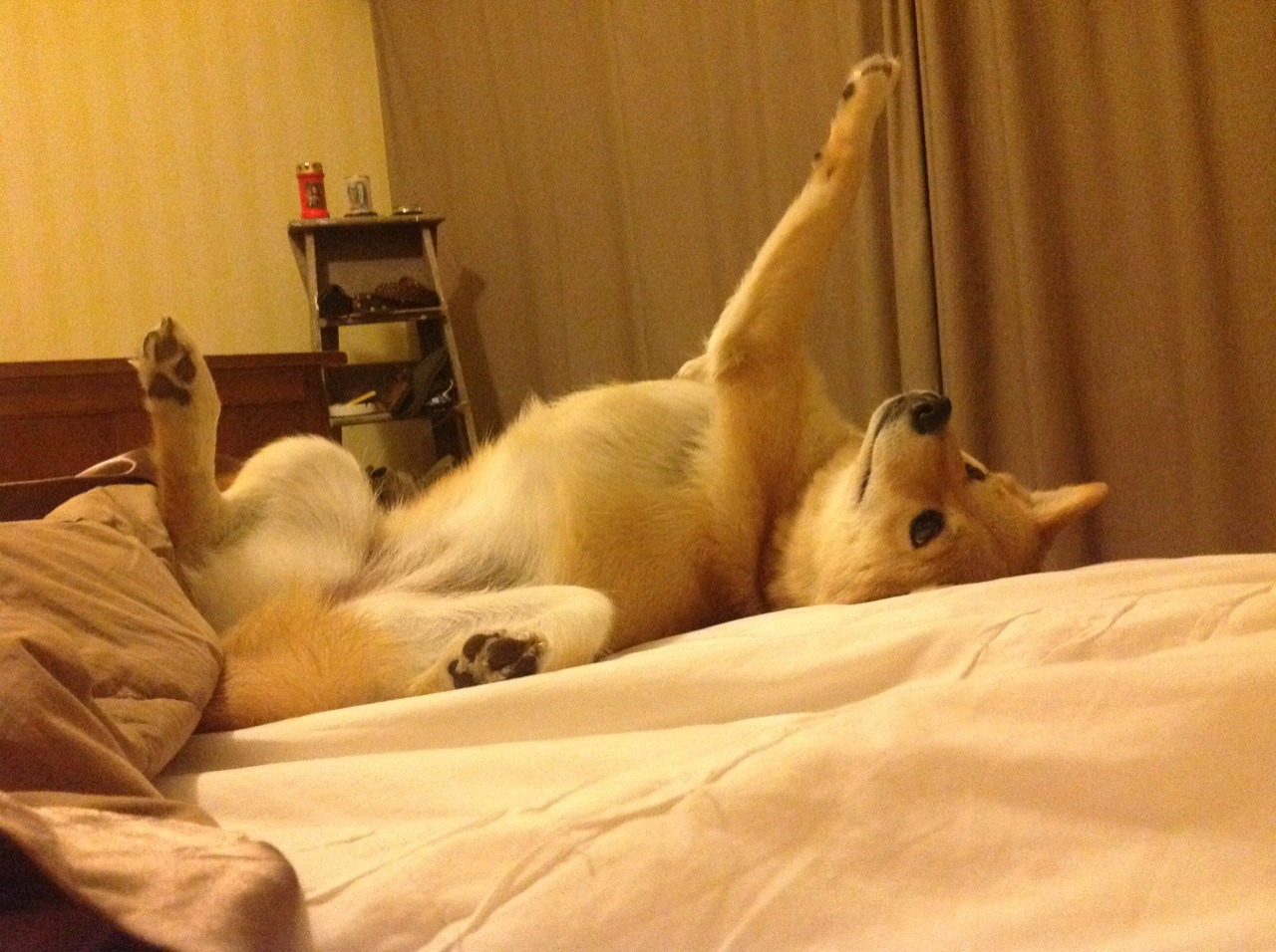 开云官网登录-意甲：拉齐奥连胜五场，积分榜稳居前三，拉齐奥意甲夺冠